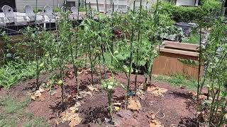 Hard Tomato pruning [upl. by Rist855]