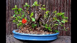 Chaenomeles Japonica  Cold Hardy Red Japanese Quince Shrub 6 [upl. by Burt700]