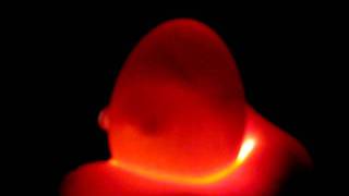 Candling Chicken egg at 10 days [upl. by Tengdin]