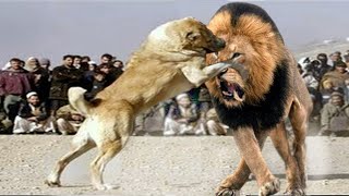 Lion vs Dog Fight To Death  The Ultimate Conclusion 2021 [upl. by Jennie919]