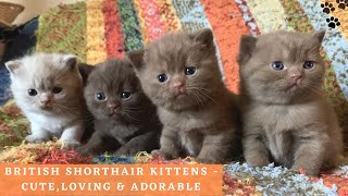 British Shorthair Kittens Playing  Cute and Adorable British Shorthair Cat Compilation [upl. by Bianca346]