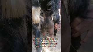 Udder swelling in Goats  udder Edema Treatment  Anghari or Mastitis or Edemashorts youtubeshorts [upl. by Dorina68]