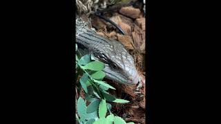 Vivarium not aquarium This is Drogon’s enclosure bluetongue lizard vivarium lizardhouse [upl. by Ettenej391]