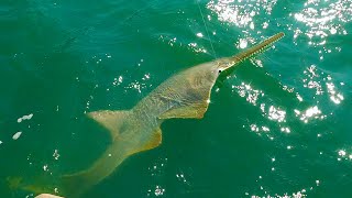 Catch 2 Sawsharks At Buffalo Creek sawfish [upl. by Ailam822]