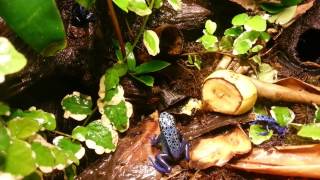 Dendrobates Azureus  Blue Poison Dart Frog  Blue Arrow Frog  Tirio Okopipi [upl. by Bael]