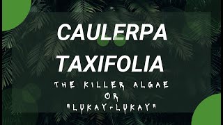 Caulerpa Taxifolia [upl. by Kaleena]