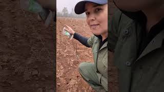 Corn Planting 06072024 veseys canadiangardening [upl. by Haberman]