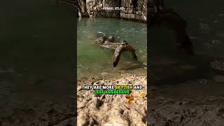 This Crocodile Loves Fishing  Gharial [upl. by Tayler]