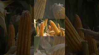 Crystal Maize RMH 9999  Sumit Kumar SinghForbesganj Araria Bihar  Farmer Testimonial [upl. by Enomed]