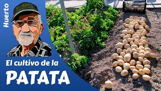 PATATAS COMO SEMBRAR Y CULTIVAR PATATAS POTATO FARMING [upl. by Jillene]