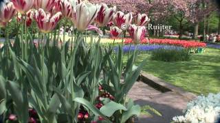 Nederland Bulbs fields and Keukenhof and our Queen Beatrix Willem Alexander and Maxima [upl. by Ecinnaj]