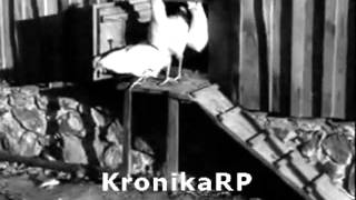 Polska Kronika Filmowa 1947 Nr34avi [upl. by Wolliw174]