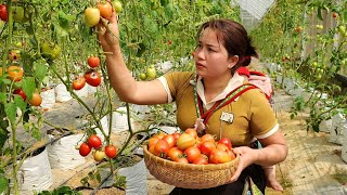 Harvesting tomatoes to sell clean the house and cook  Trieu Thi Nhiem [upl. by Ellie]