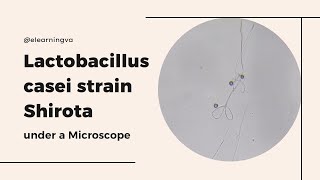 Lactobacillus casei strain Shirota LcS under a Mircroscope [upl. by Narahs790]