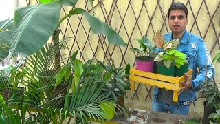 Best indoor plant for home  low maintenance plant  leopard lily – plant care [upl. by Anila]