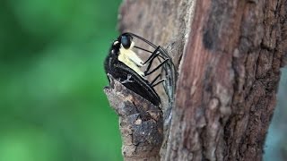 Giant Swallowtail emerging eclosing in real time Papilio cresphontes [upl. by Llevram]