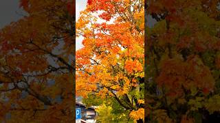 ഇല കൊഴിയും കാലം autumn traveldiscoverybyanu travel europeantravel germany allgäu hindisong [upl. by Weatherley]