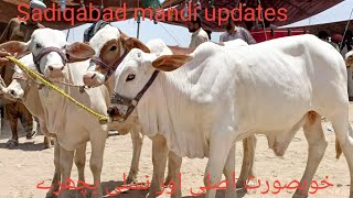 Sadiqabad cow latest mandi updatesQurbani Season 2024 ki Akhri mandi updates1262024June6 2024 [upl. by Alliuqal]