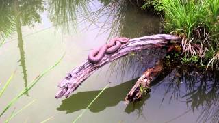 Water Snakes in our Goldfish Pond [upl. by Worra]