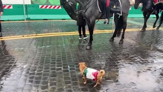 Meloni si ferma per una foto con la mascotte Briciola e i Carabinieri a cavallo [upl. by Khichabia31]