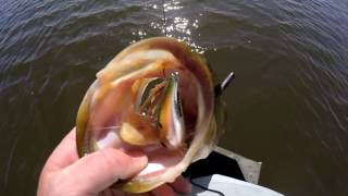 Two big bass on one rattle trap Epic day on the water [upl. by Armitage]