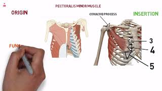 pectoralis minor muscle [upl. by Leirad787]