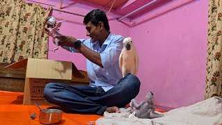 Macaw Parrot amp Moluccan Cockatoo Baby Care  Amazon Parrot Breeding Progress [upl. by Jakoba966]