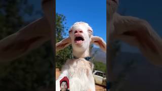 Goat vs man 😂ketnap comedy funny goat animals comedyshorts memenepal love nepaliroaster [upl. by Stuppy]