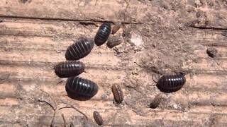 Cochinilla de la humedad Armadillidium vulgareOniscidea [upl. by Hpseoj]