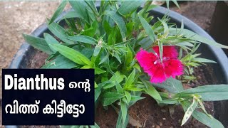 How to collect seed from Dianthus ഡയാന്തസ് ചെടിയിൽ നിന്നും എങ്ങനെയാണ് വിത്ത് ശേഖരിക്കേണ്ടത് [upl. by Nelrsa513]