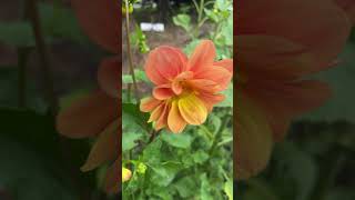 dahlias gardening garden dahliagarden gardenobsessed beautifulflowers [upl. by Aleda865]