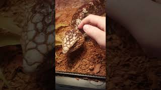 Australian bobtail lizard pet [upl. by Kcired]