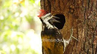 Woody Wood Woodpecker hammers away at Casuarina tree trunk to create a nest hole in India [upl. by Vivl]