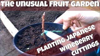 Planting Japanese Wineberry Plants In Raised Bed Planters  Rubus Phoenicolasius Sucker Cuttings [upl. by Luht501]