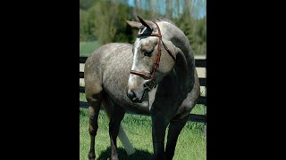 2020 Canadian Warmblood Gelding quotQuarantino Bluequot [upl. by Imat]