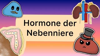 Hormone der NEBENNIERE [upl. by Branca]