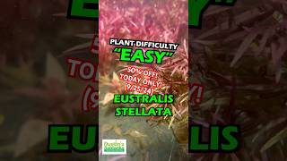 🚨50 OFF🚨Eustralis Stellata 50 OFF Today Only 92524 [upl. by Kcirdderf]