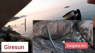 Zargana Avı  İpek ile zargana Avı  Giresun [upl. by Atena]