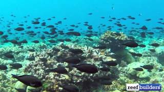 Massive surgeonfish migration [upl. by Killion]