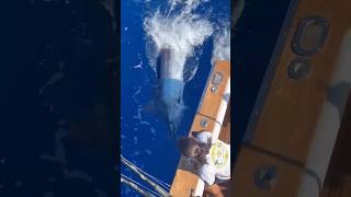 Releasing a huge marlin off Madeira [upl. by Andryc]