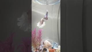 fishbowl bettafishlove fish fishvideo bettausa fishtank [upl. by Corneille]