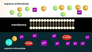 FISIOLOGÍA Medio InternoHomesotasisRetroalimentación [upl. by Sarita]