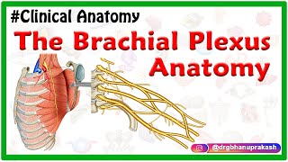 The Brachial Plexus Anatomy USMLE Roots Trunks Divisions Cords Branches Clinical anatomy [upl. by Quent765]