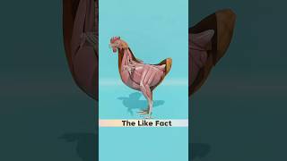 anda murgee ke pet mein kaise banta hai facts 3danimation shorts [upl. by Macgregor536]