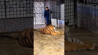 Tiger 🐅 eating meat cooking tiger eating animals [upl. by Saiff]