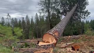 A few pines and a perfect little Doug timber falling in norcal [upl. by Irtak418]