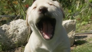 Sleepy Yellow Lab Puppies Cant Stop Yawning [upl. by Creighton]