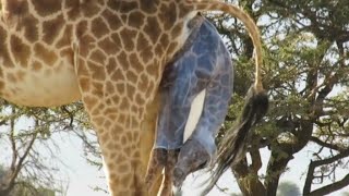 How do giraffes give birth video [upl. by Sholom70]