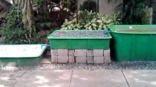 How to Fishless Cycle Aquaponics Philippines MADE Cascade System [upl. by Artinahs]