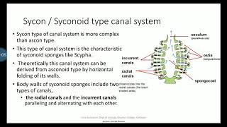 Canal system in Sponges part 2 Syconoid typeexplanation in Malayalam [upl. by Melisandra]